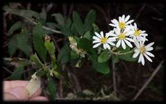 Olearia phlogopappa insularis