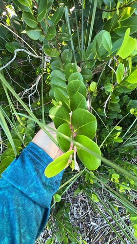 Chrysobalanus icaco observed 2026-10-27
