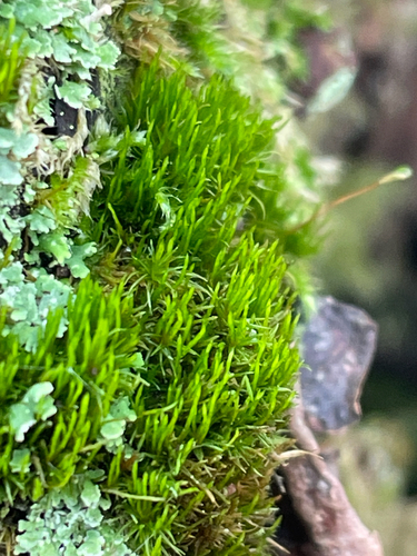 Orthodicranum flagellare observed 2026-10-27