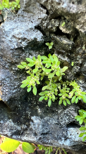 Pilea microphylla observed 2026-10-27