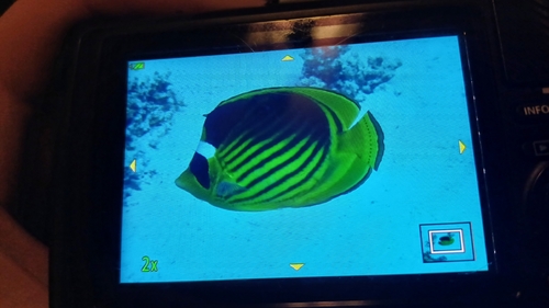 Chaetodon observed 2026-10-27