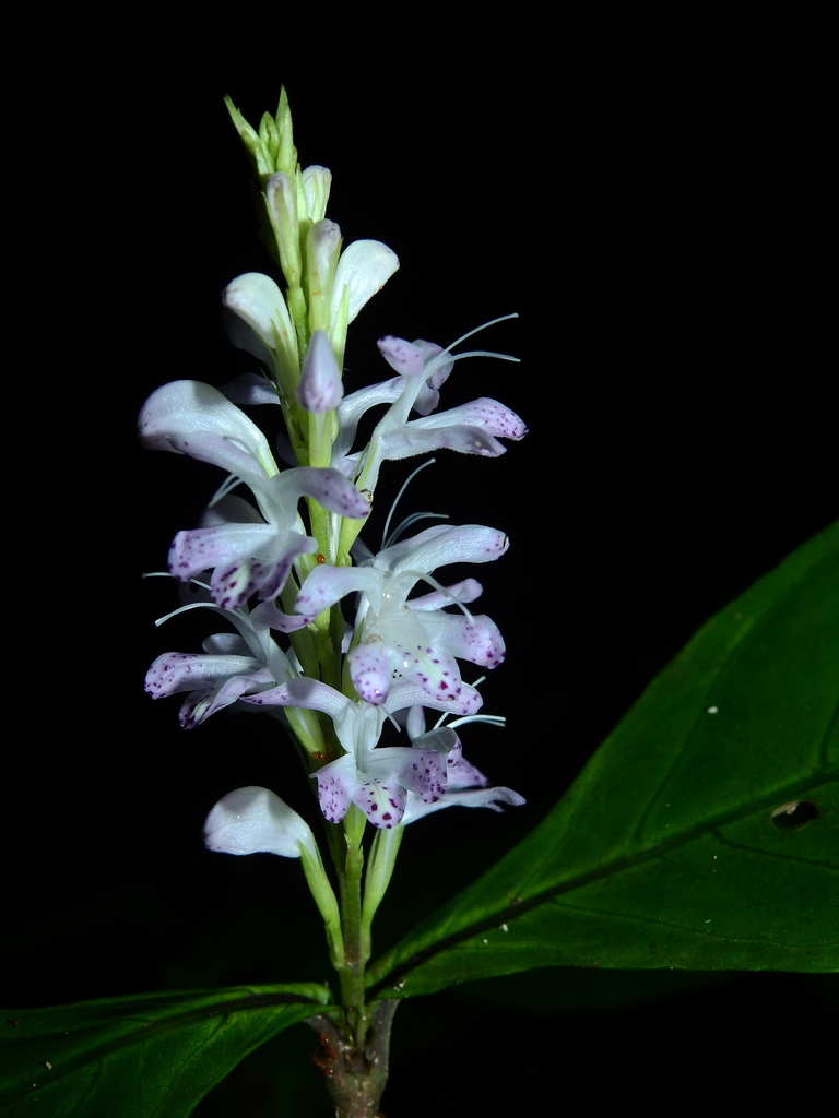 Pulchranthus variegatus