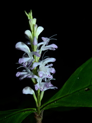 Pulchranthus variegatus