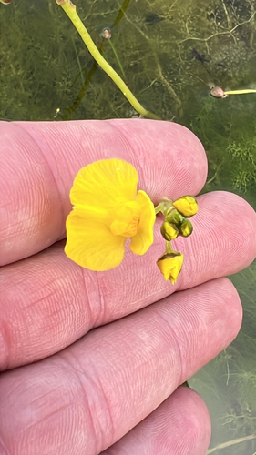Utricularia observed 2026-10-27
