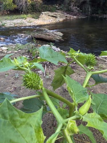 Datura stramonium observed 2026-10-27