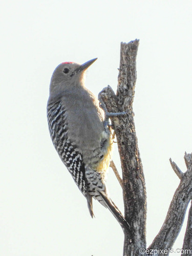 Melanerpes uropygialis, 2026-10-27