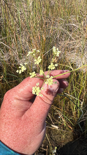 Tiedemannia filiformis, 2026-10-27