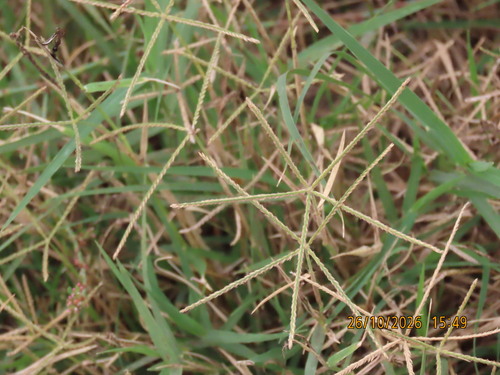 Cynodon dactylon observed 2026-10-26
