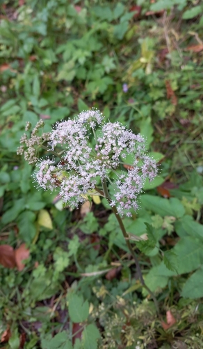 Angelica sylvestris observed 2026-10-27