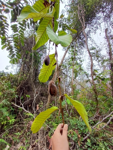 Shorea observed 2026-10-18