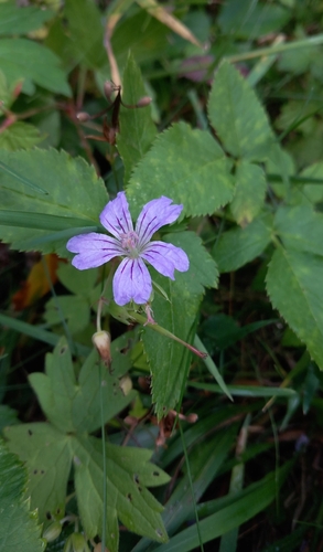 Geranium observed 2026-10-27