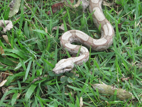Boa, 2026-10-27