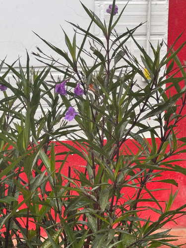 Ruellia observed 2026-10-27