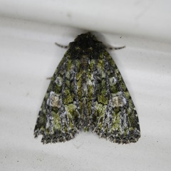 Phosphila miselioides