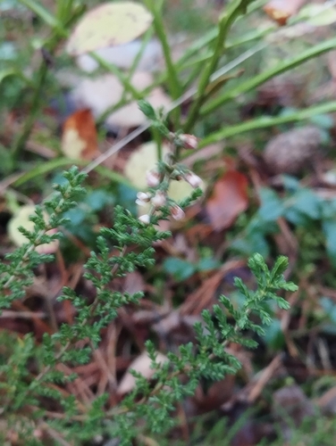 Calluna vulgaris observed 2026-10-27