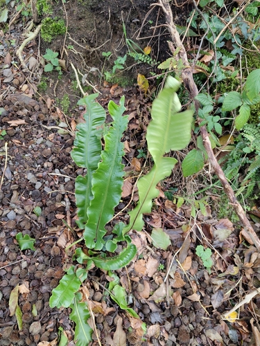 Asplenium observed 2026-10-27
