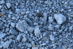 Chlaenius tomentosus