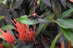 Polistes erythrocephalus