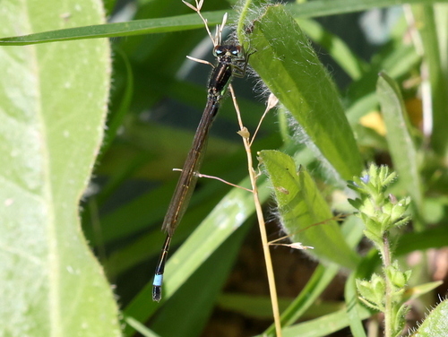Agrion observed 2026-10-27