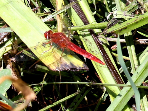 Erythraea observed 2026-10-27