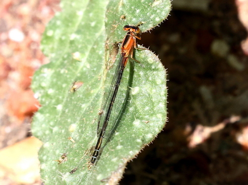 Agrion observed 2026-10-27