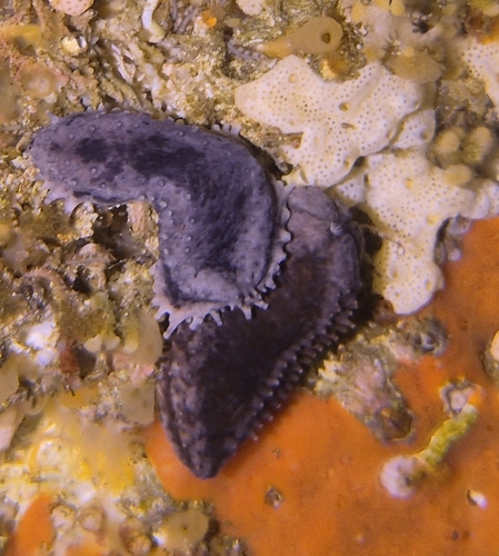 Doliolum observed 2026-10-27