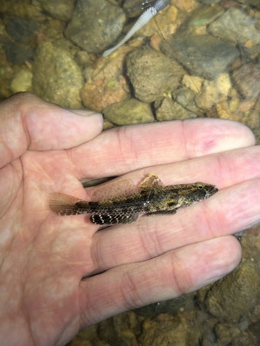 Psammogobius biocellatus observed 2026-10-27