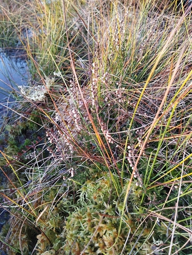 Calluna vulgaris observed 2026-10-27