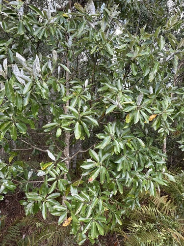 Magnolia observed 2026-10-27
