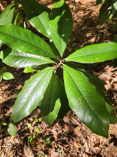 Magnolia observed 2026-10-27