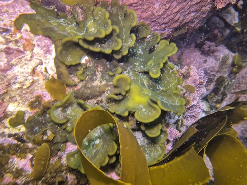 Codium observed 2026-10-27