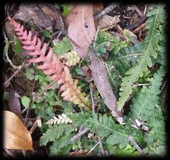 Blechnum parrisiae