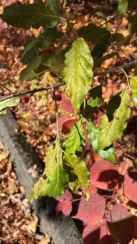 Elaeagnus observed 2026-10-27