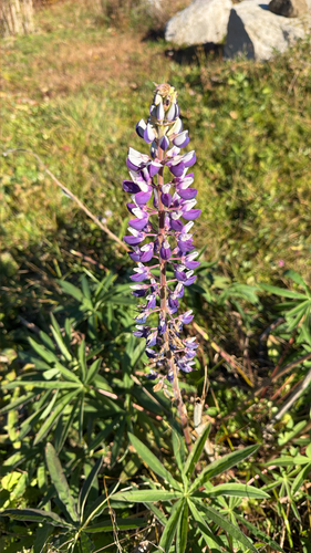 Lupinus observed 2026-10-27
