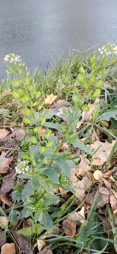 Thlaspi arvense observed 2026-10-27