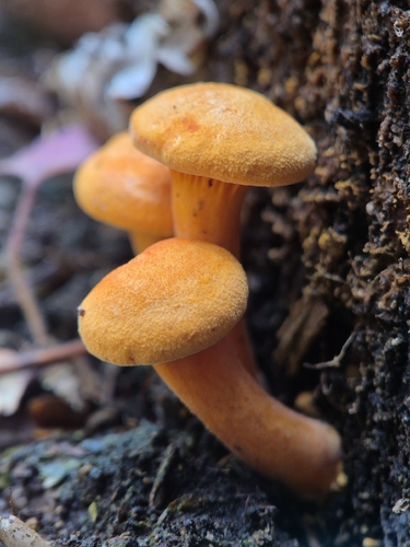 Cantharellus observed 2026-10-27
