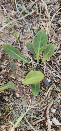 Sonchus observed 2026-10-27