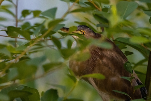 Ixobrychus sinensis observed 2026-10-27