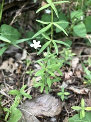 Moehringia