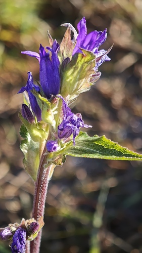 Campanula glomerata, 2026-10-27