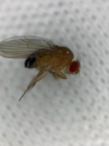 Drosophila melanogaster observed 2026-10-27
