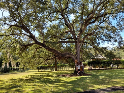 Quercus virginiana, 2026-10-27