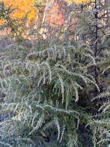 Artemisia vulgaris observed 2026-10-27