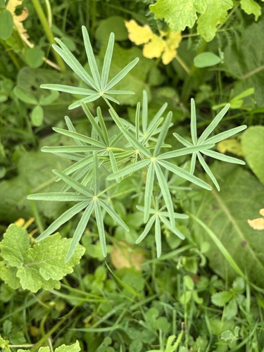 Lupinus observed 2026-10-27