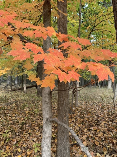 Acer saccharum observed 2026-10-27
