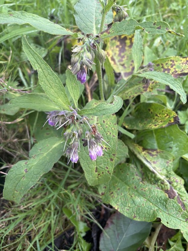 Symphytum officinale observed 2026-10-27