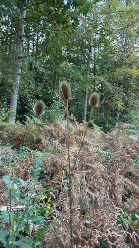 Dipsacus fullonum observed 2026-10-27