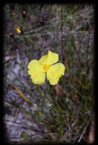 Image of Xyris gracilis by (c) Russell Best, some rights reserved (CC BY)