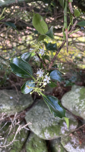 Ilex aquifolium observed 2026-10-27