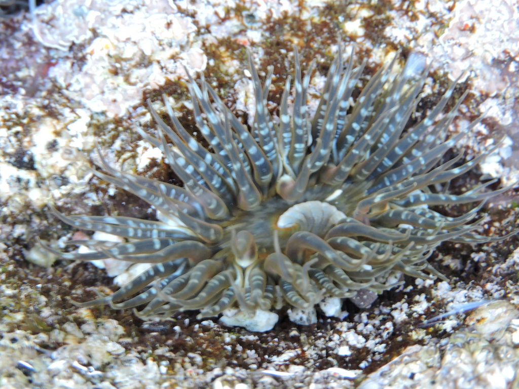 Anthopleura dowii